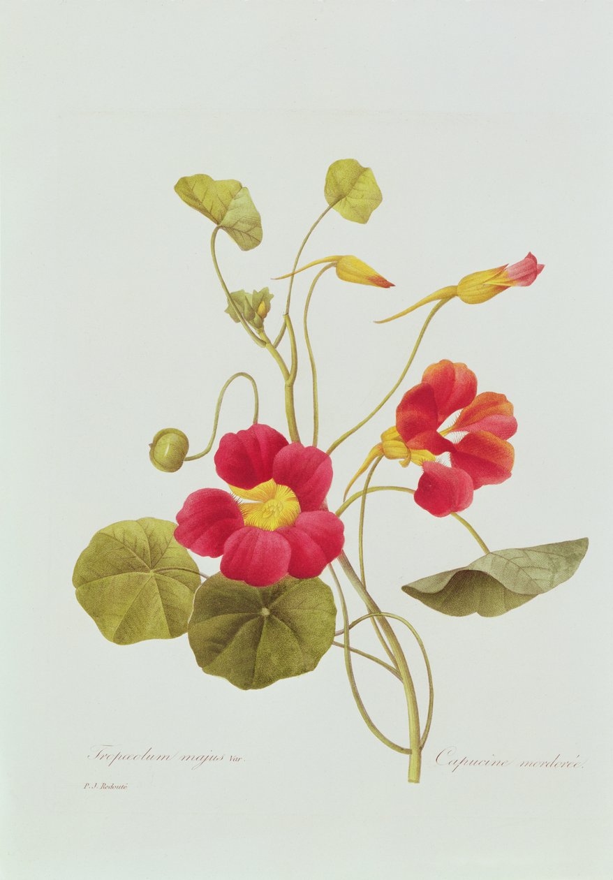 Chagas (gravura colorida) de Pierre Joseph Redouté
