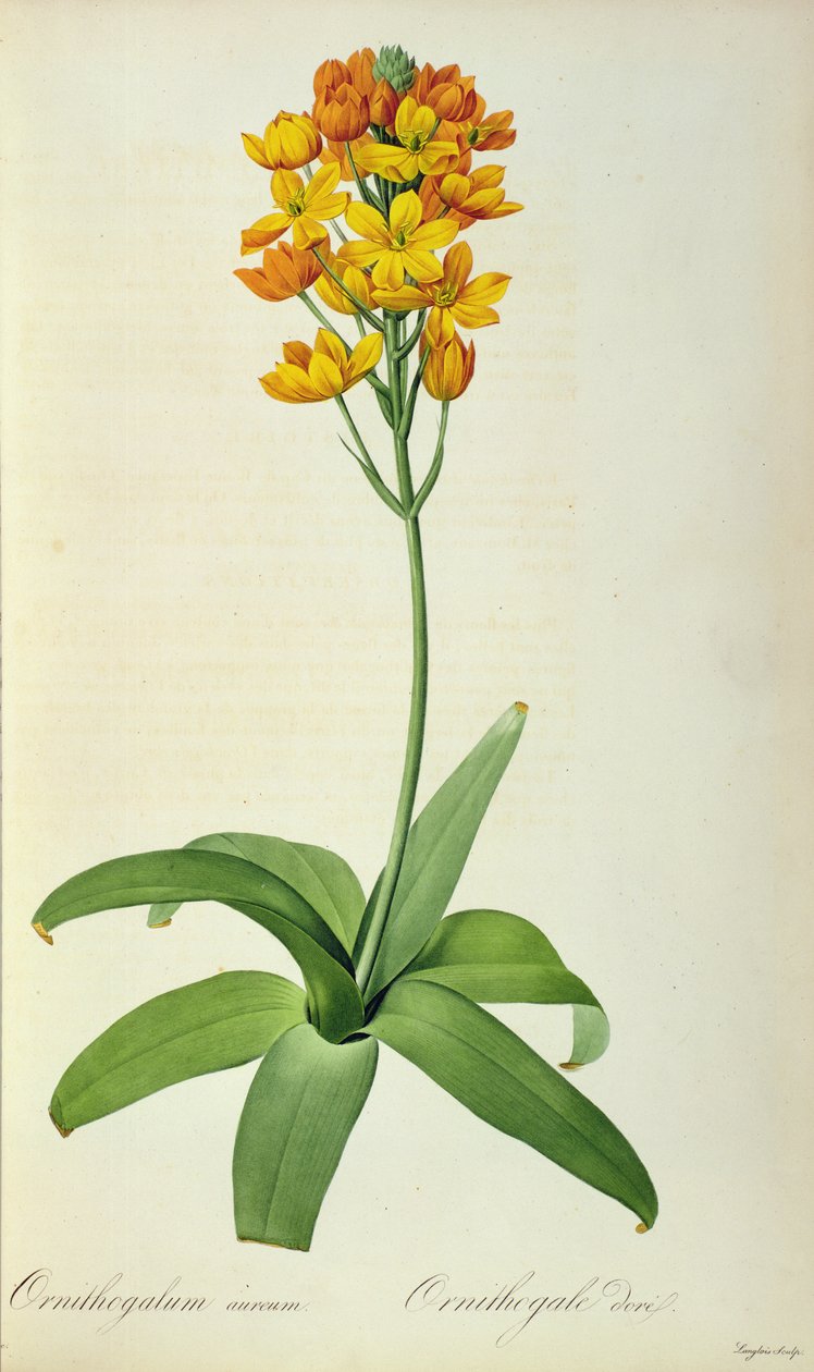Muscari laranja, do `Les Liliacees&39; de Pierre Joseph Redouté