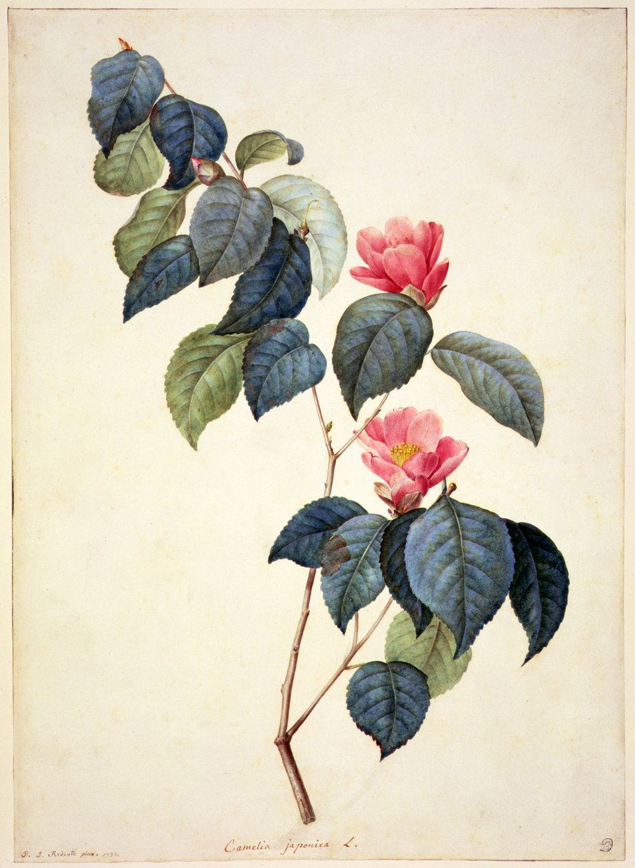 PD.21-1960 Camellia Japonica, 1793 de Pierre Joseph Redouté