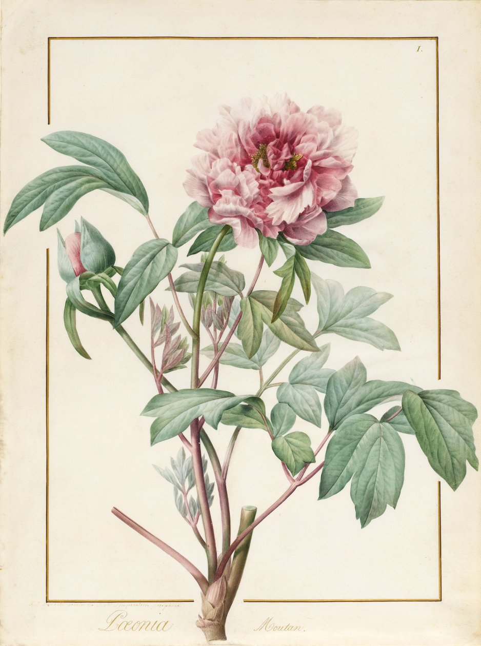 Paeonia montan (grafite e wc em pergaminho) de Pierre Joseph Redouté