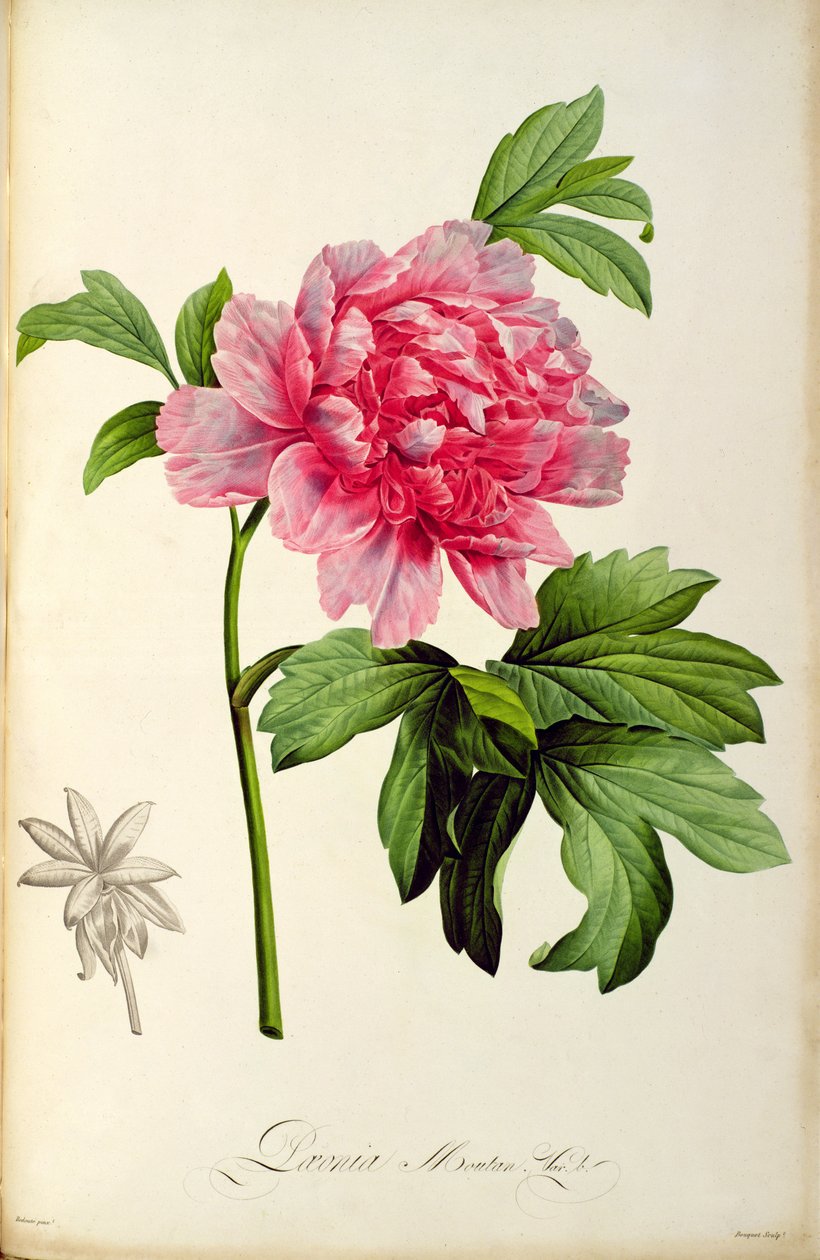 Paeonia Moutan, c.1799 (gravura colorida à mão) de Pierre Joseph Redouté