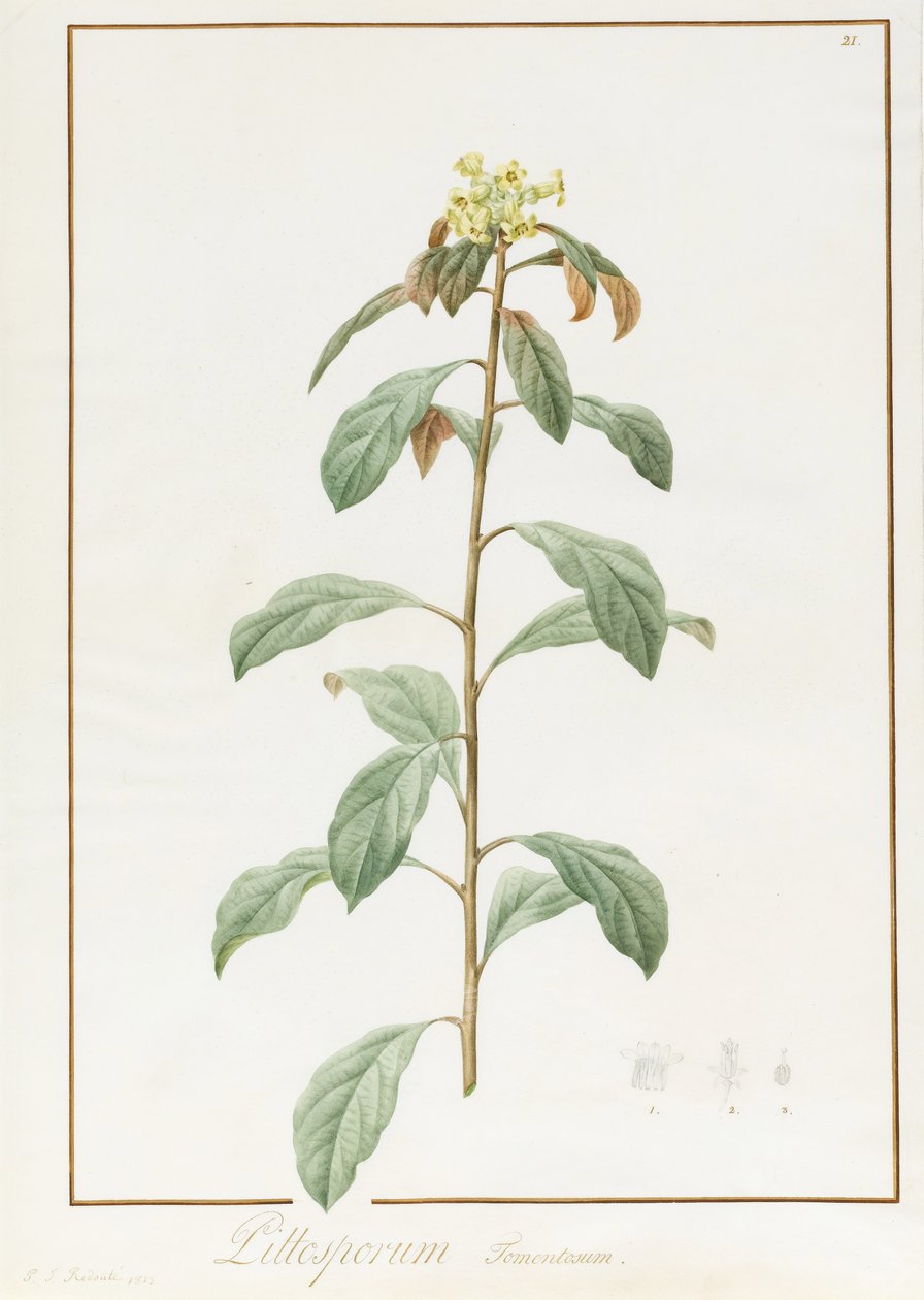 Paeonia Moutan var. B. Paeonia Suffruticosa, 1812 (wc com goma arábica sobre traços de grafite sobre pergaminho) de Pierre Joseph Redouté