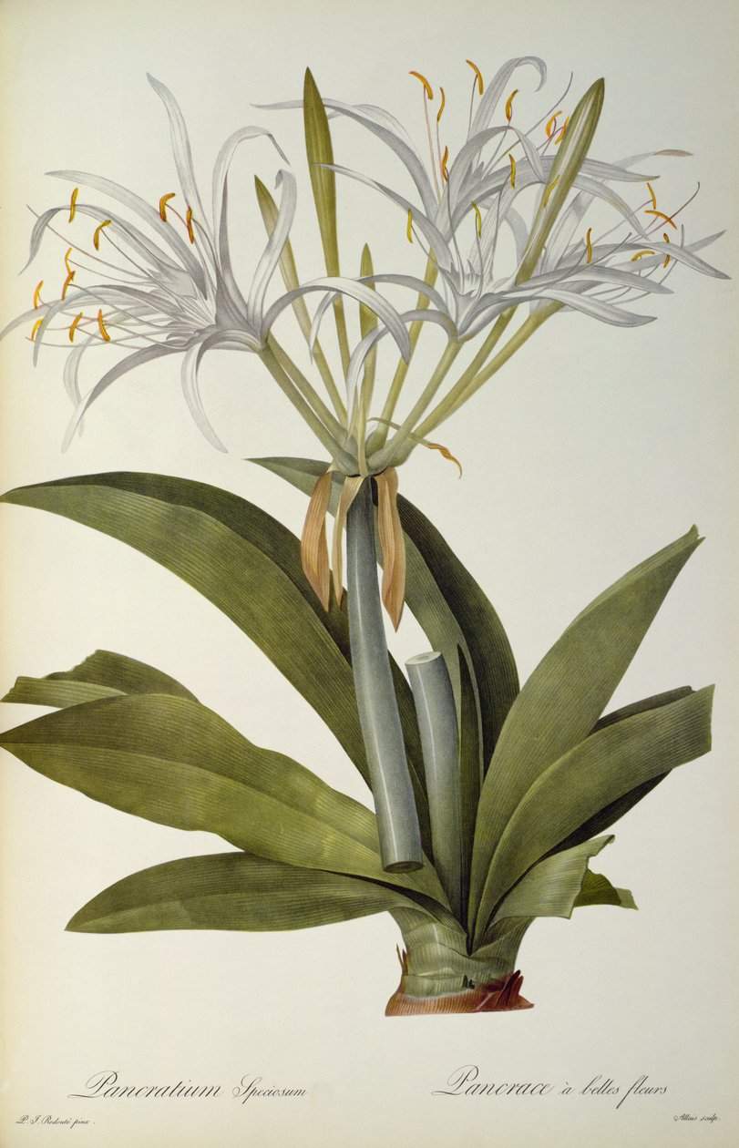 justo chicória, do `Les Liliacearum de 1806 de Pierre Joseph Redouté