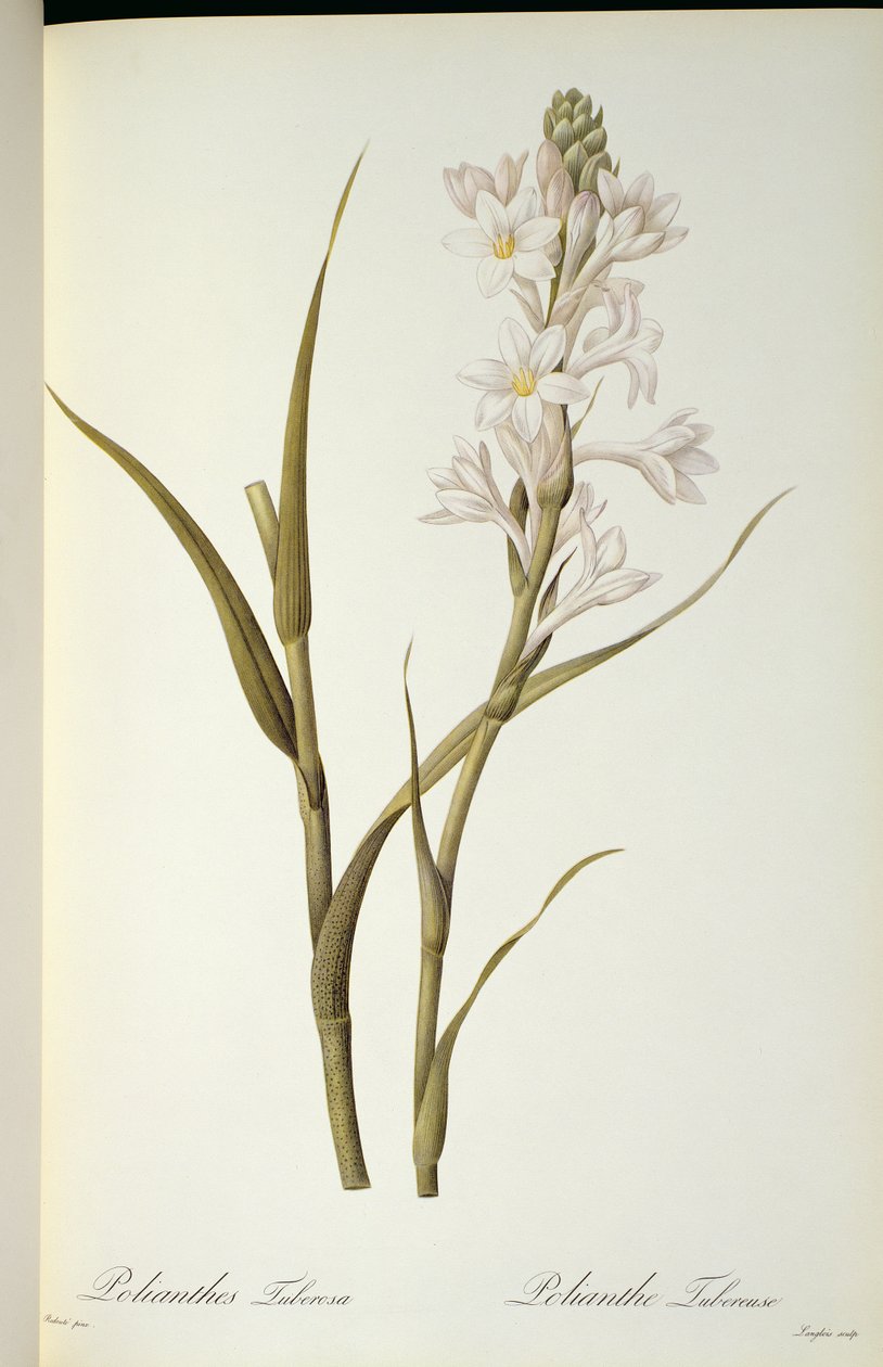 Polianthes Tuberosa, de `Les Liliacees &39;, 1806 de Pierre Joseph Redouté