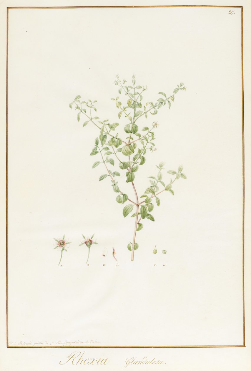 Rhexia Glandulosa (wc e bodycolour sobre traços de grafite aveludado) de Pierre Joseph Redouté
