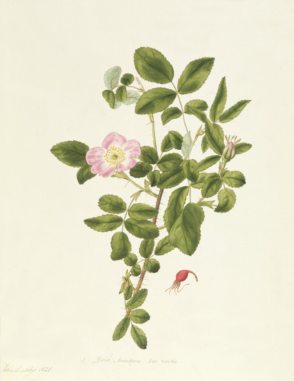 Rosa verde acicularis de Pierre Joseph Redouté
