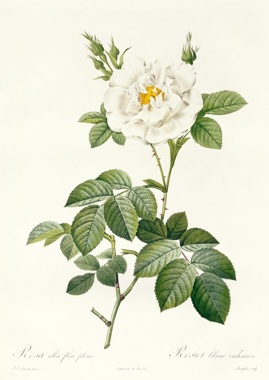 Rose Alba flore pleno de Pierre Joseph Redouté