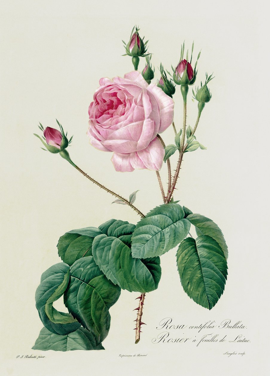 Rosa Centifolia Bullata, de &39;Les Roses&39;, do século XIX (gravura colorida de Pierre Joseph Redouté