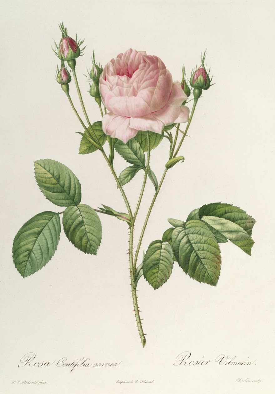 Rosa Centifolia Carnea, from&39;Les Roses &39;, do século XIX de Pierre Joseph Redouté