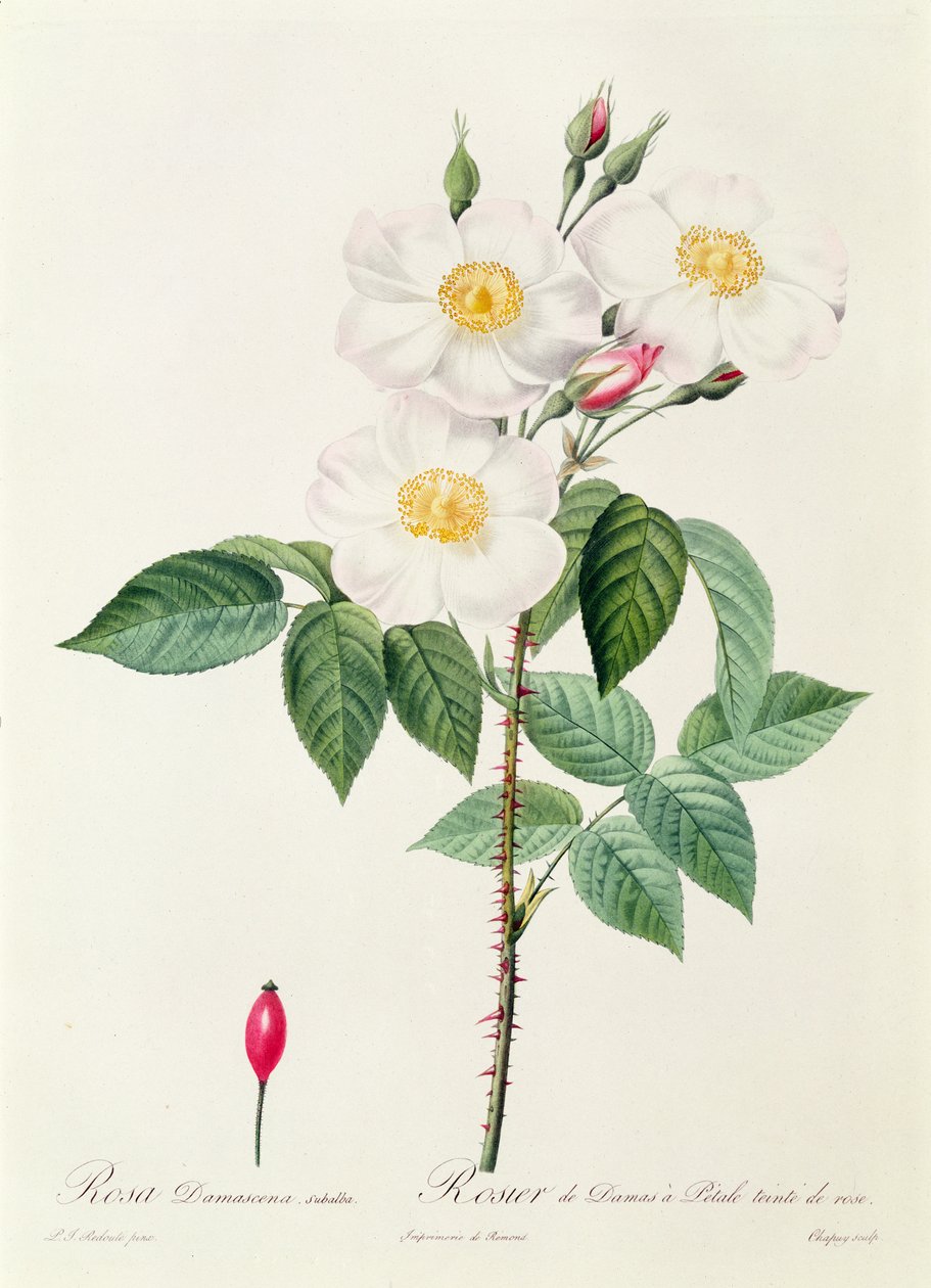 Rosa Damascena Subalba de Pierre Joseph Redouté