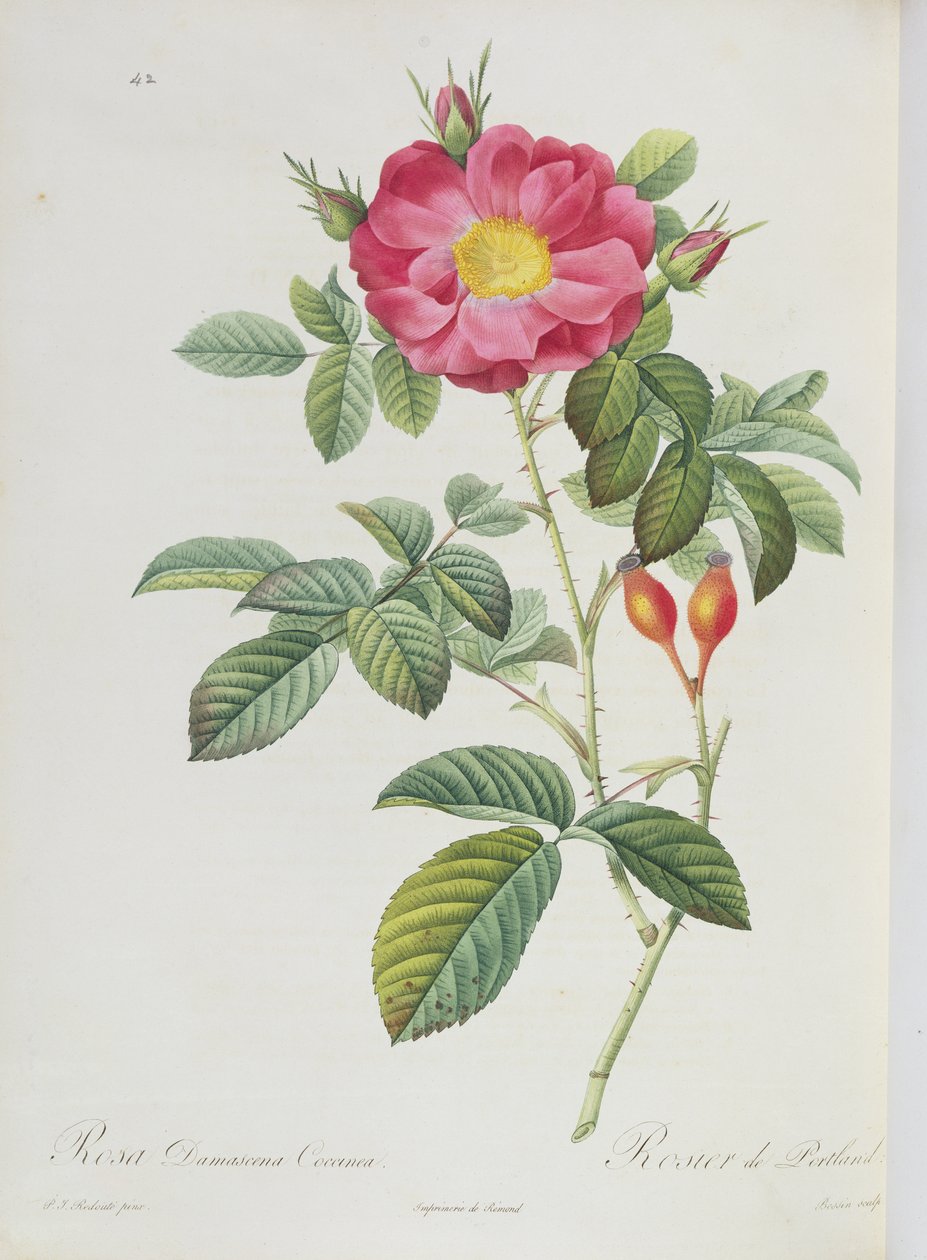 Rosa Damascena, de &39;Les Roses&39; de Pierre Joseph Redouté
