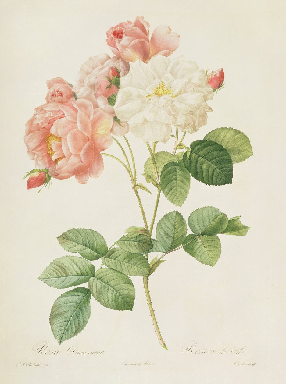 Rosa Damascena, de &39;Les Roses&39;, 1817 de Pierre Joseph Redouté