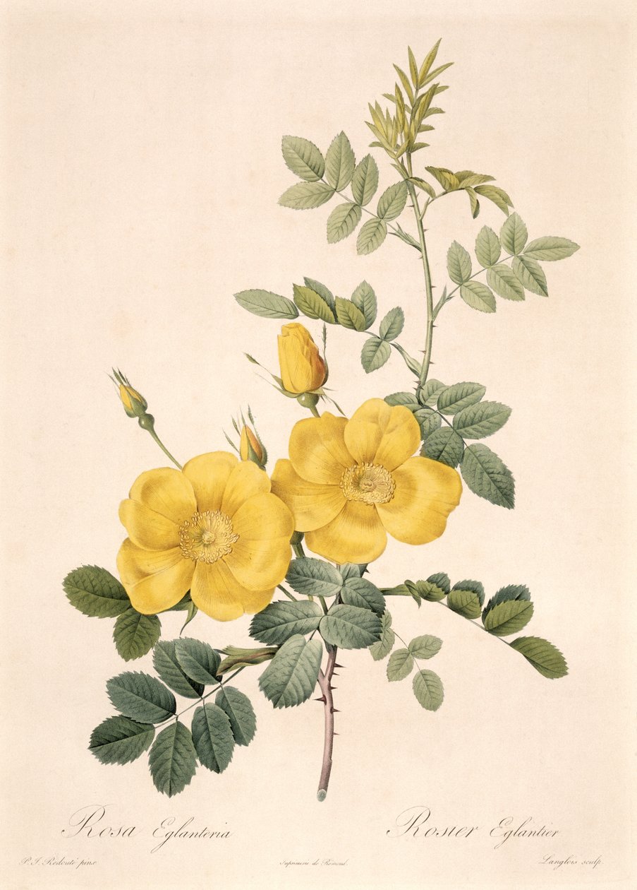 Rosa Eglanteria de Pierre Joseph Redouté