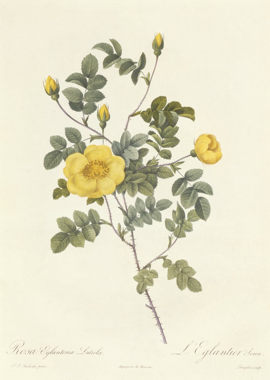 Rosa Eglanteria Luteola de Pierre Joseph Redouté