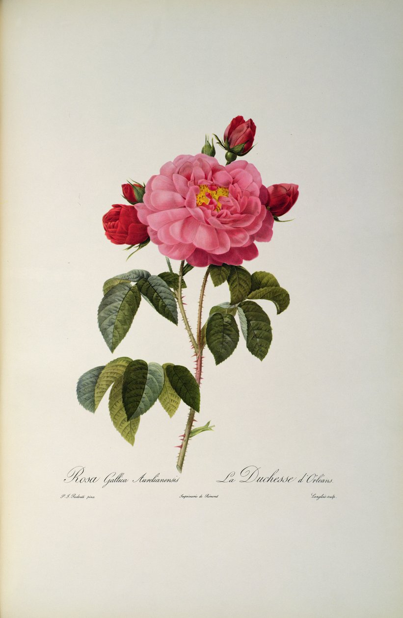 Rosa Gallica Aurelianensis ou a duquesa de Orleans de &39;Les Roses&39;, 1821 de Pierre Joseph Redouté