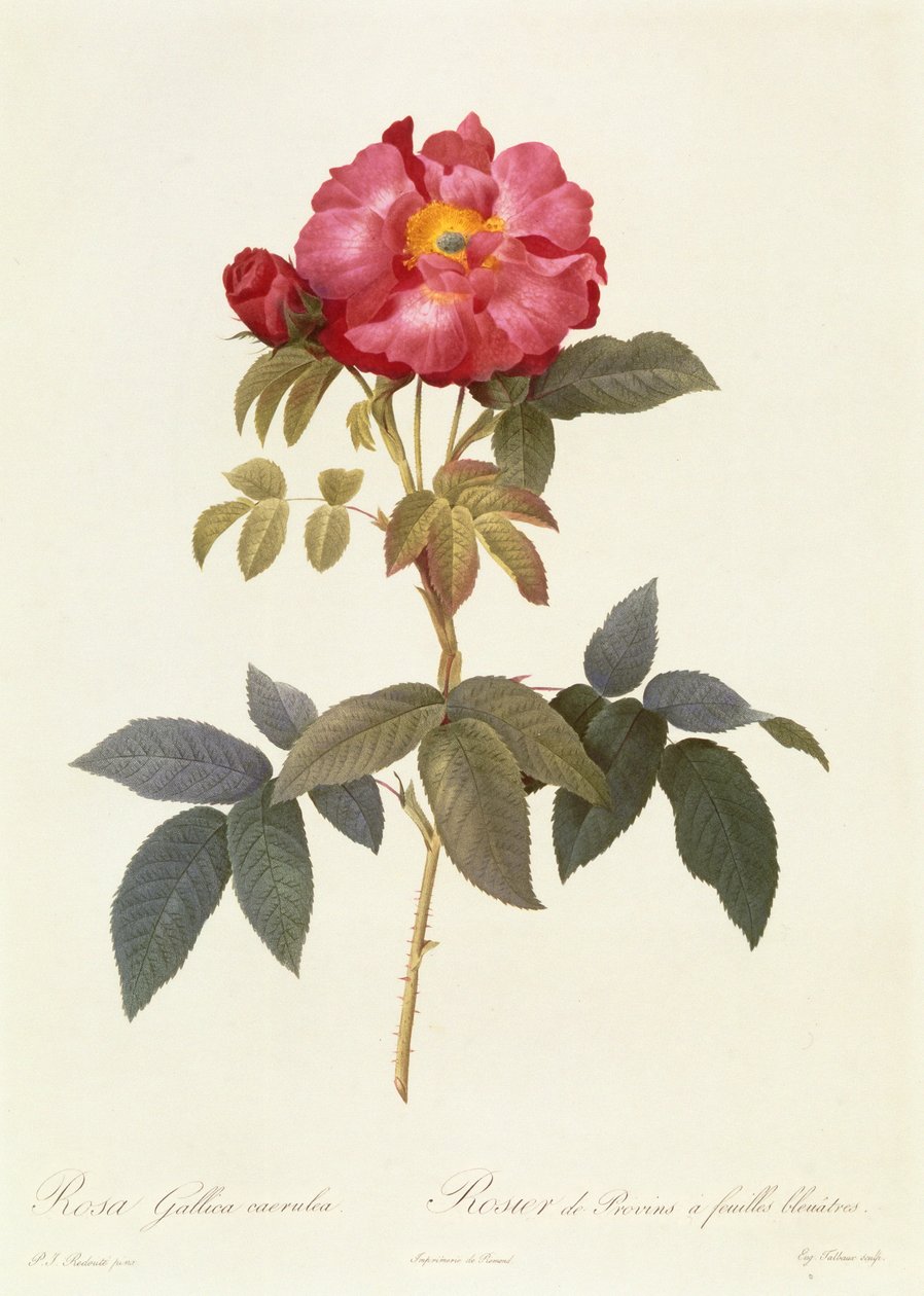 rosa azul francês de Pierre Joseph Redouté