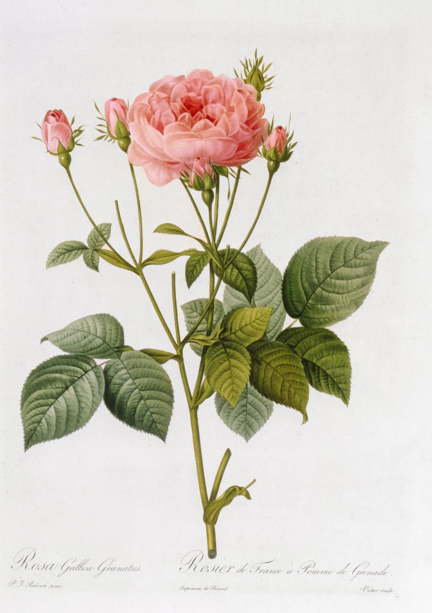 Rosa Gallica Granatus, de &39;Les Roses&39;, vol. II, 1821 de Pierre Joseph Redouté