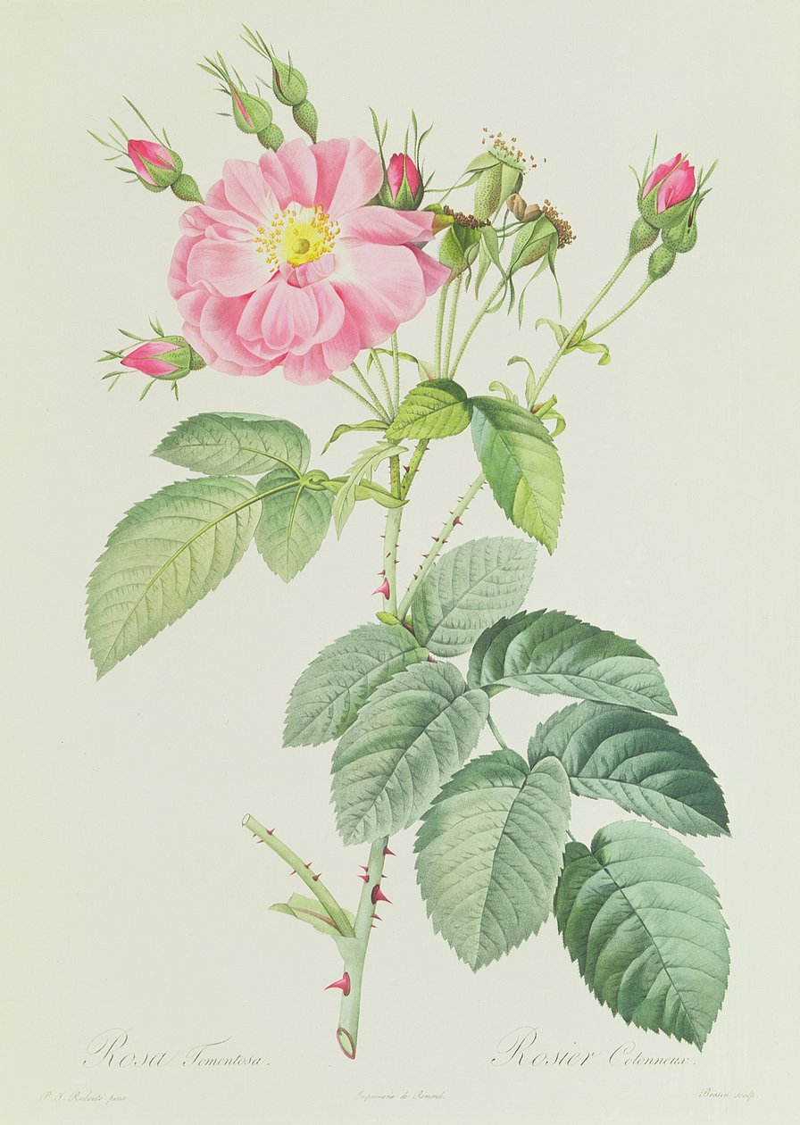 Francês subiu flores rosa Simples de Pierre Joseph Redouté