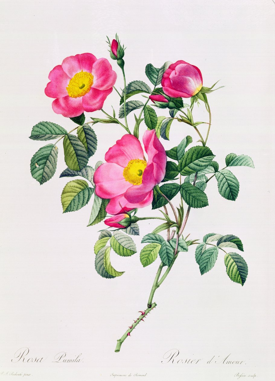 Rosa Lumila de Pierre Joseph Redouté