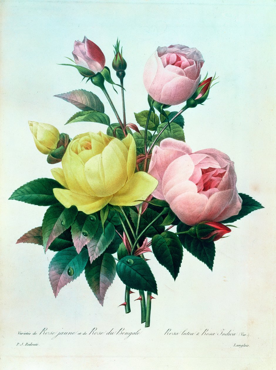 Rosa Lutea e Rosa Indica, de &39;As Escolhas das Flores Mais Bonitas&39;, 1827 de Pierre Joseph Redouté