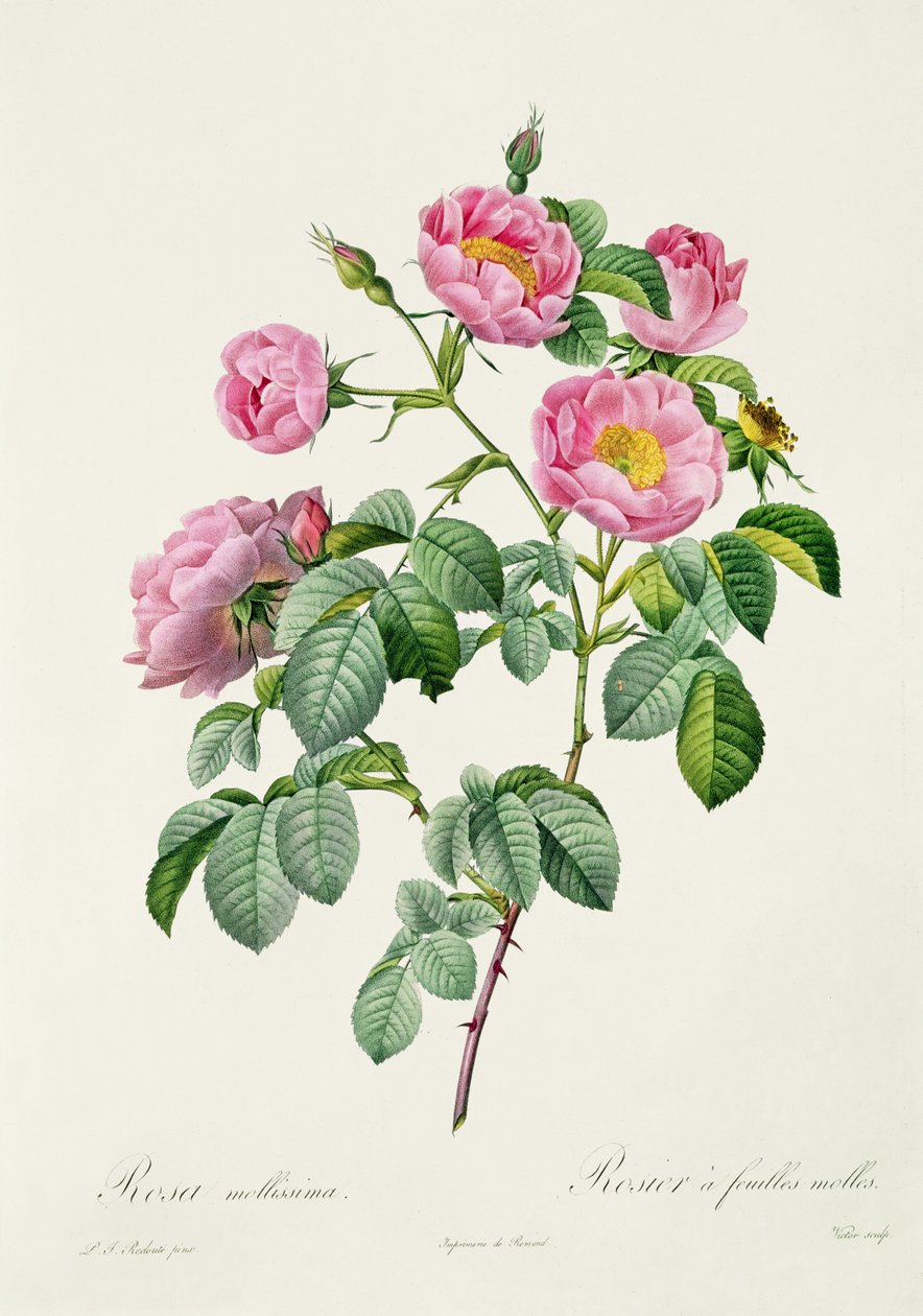 Rosa Mollissima, de &39;Les Roses&39; de Claude Antoine Thory (1757-1827) gravada por Victor, 1817 de Pierre Joseph Redouté
