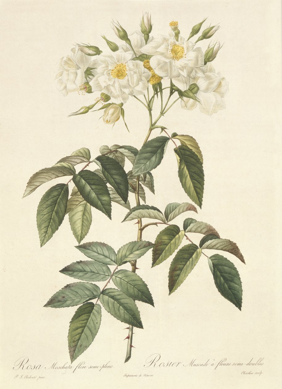 Rosa Moschata Flora Semi-Pleno de Pierre Joseph Redouté