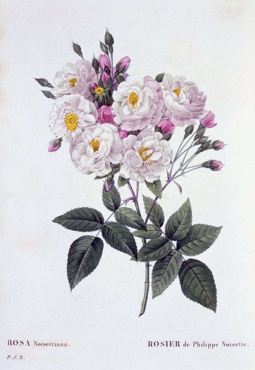 Rosa Noisettiana, publicada em 1824-26 (stipple engraving) de Pierre Joseph Redouté