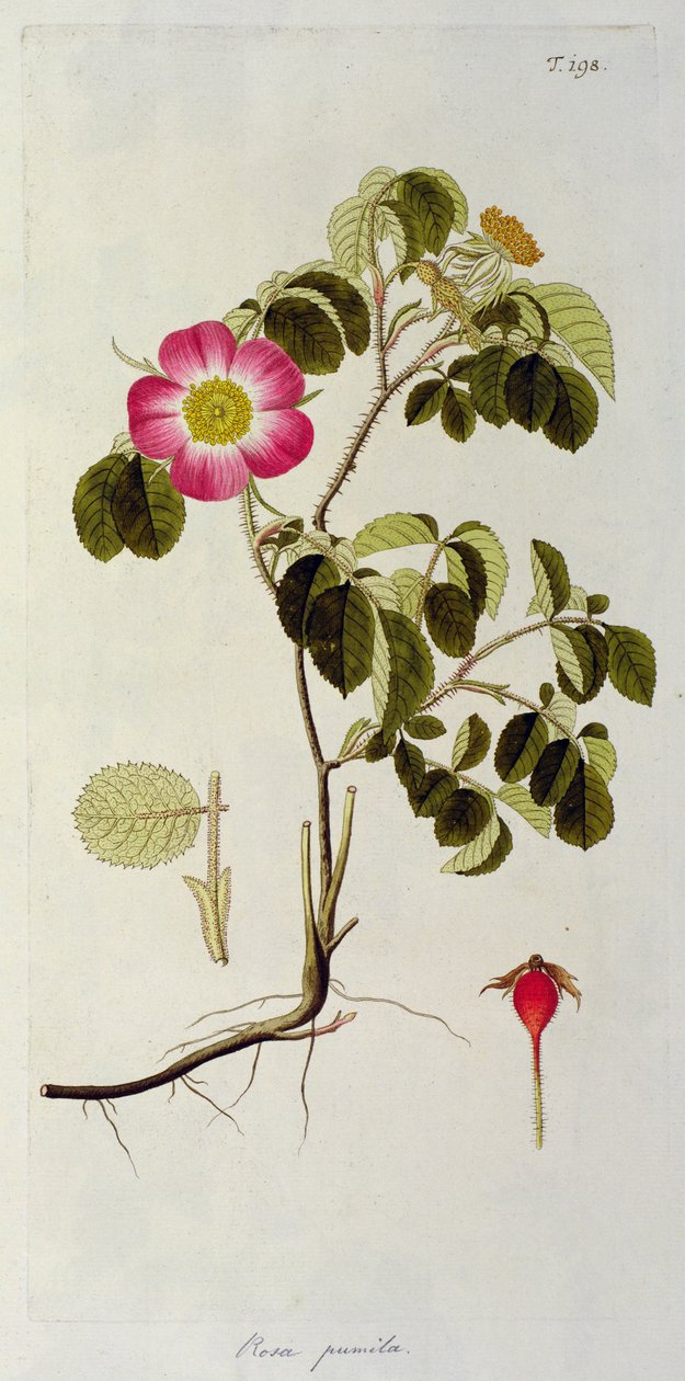 Rosa Pumila, de &39;Les Roses&39; Vol II, século XIX de Pierre Joseph Redouté
