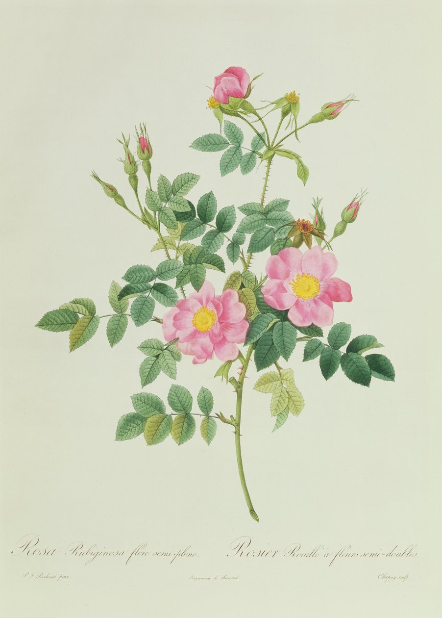 Rosa Rubiginosa Flore Semi-Pleno de Pierre Joseph Redouté