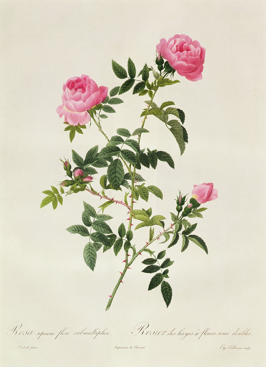 Sepium flores rosa submul de Pierre Joseph Redouté