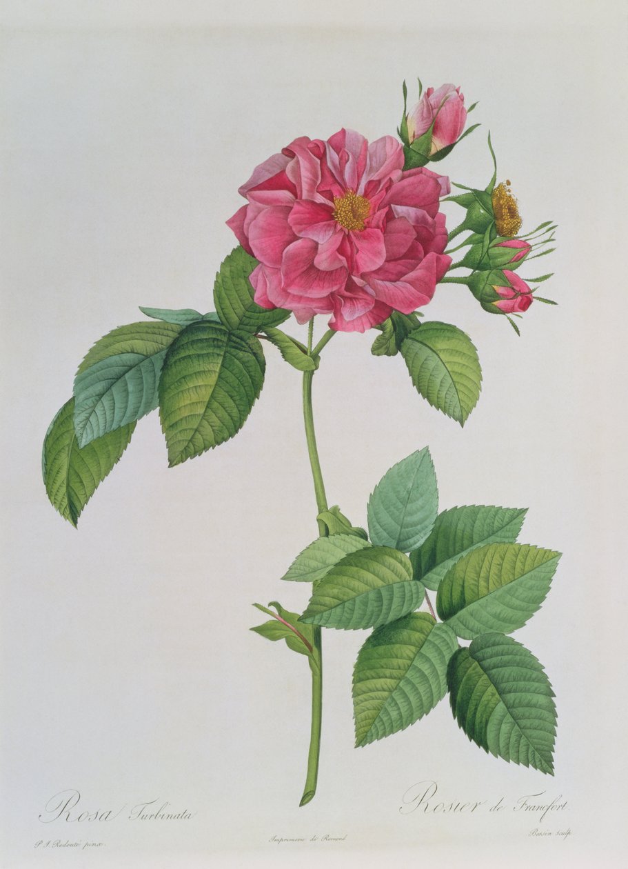 Rosa Turbinata, de Les Roses &39;, Vol. 1, 1817 de Pierre Joseph Redouté