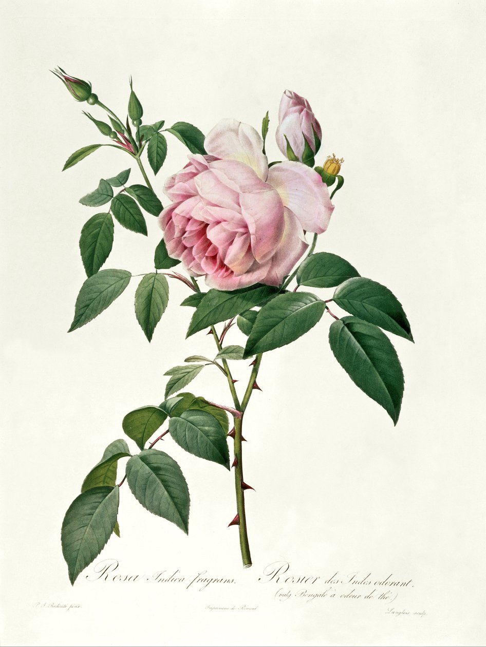 Rosa chinensis e Rosa gigantea, de &39;Les Roses&39;, 1817 de Pierre Joseph Redouté