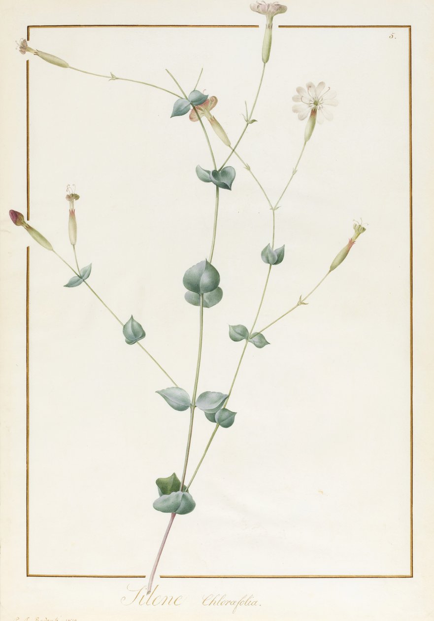 Silene Chloraefolia, 1810 (grafite higiênico e cor de corpo em pergaminho) de Pierre Joseph Redouté