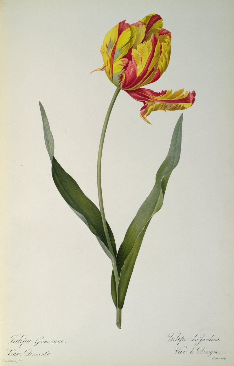 Tulipa gesneriana draconia, de `Les Liliacees &39;, 1816 de Pierre Joseph Redouté