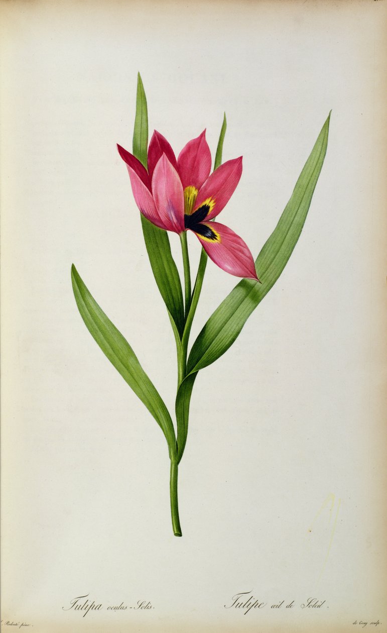 Tulipa oculus-solis, da &39;Tulipa dos Jardins&39;, século XIX de Pierre Joseph Redouté