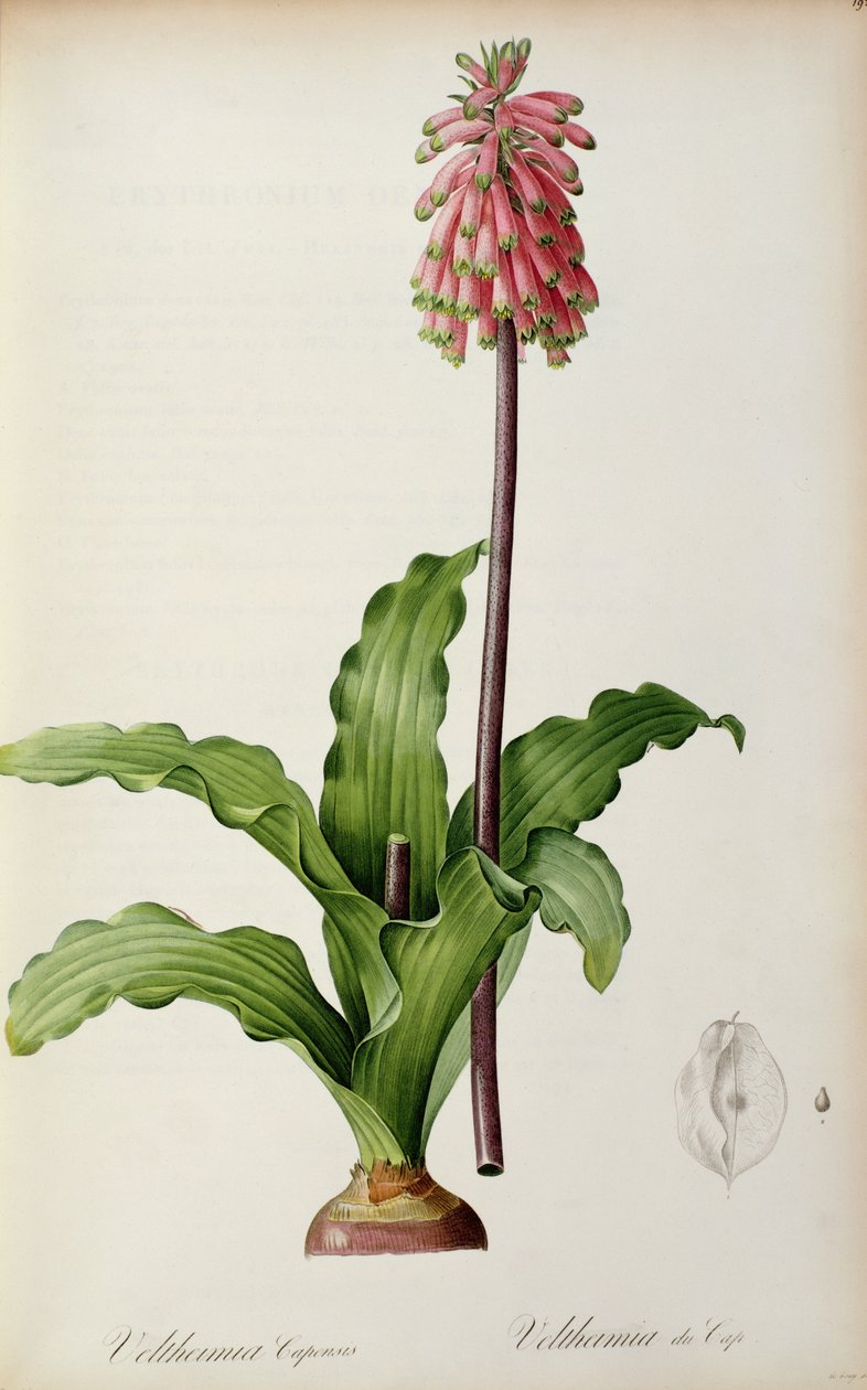 Veltheimia Capensis, de `Les Liliacees &39;, c.1805 de Pierre Joseph Redouté