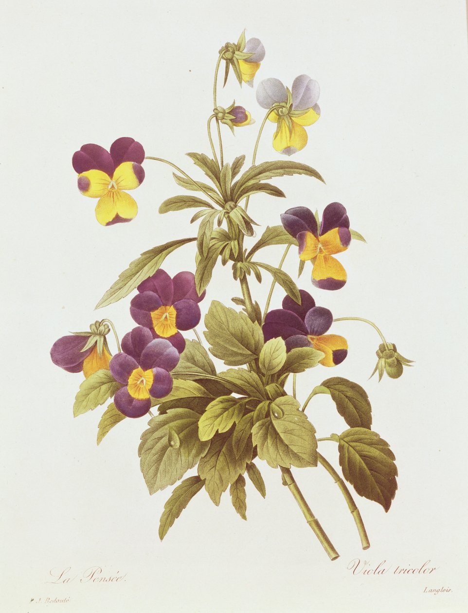 Viola Tricolor (gravura a cores) de Pierre Joseph Redouté