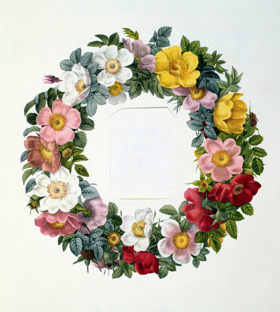 Coroa de rosas, frontispício de &39;Les Roses&39;, 1817 de Pierre Joseph Redouté