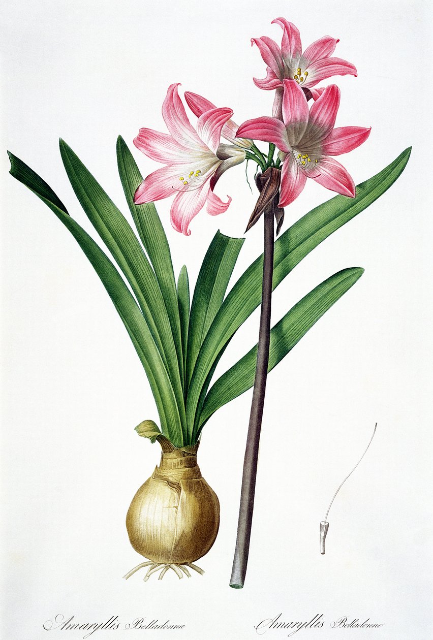 Amaryllis Belladonna, de &39;Les Liliacees&39;, gravada por de Gouy, 1802-16 de Pierre Joseph Redouté