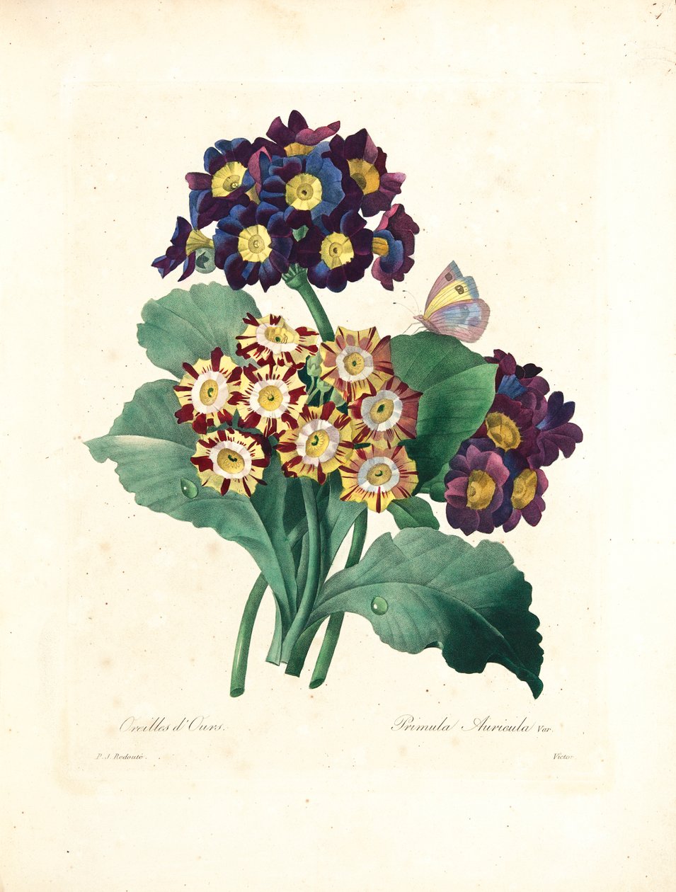 Orelha de Urso, gravada por Victor, de &39;Escolhendo as Flores Mais Bonitas e as Mais Belas Frutas&39;, vol. Eu, 1827-33 de Pierre Joseph Redouté