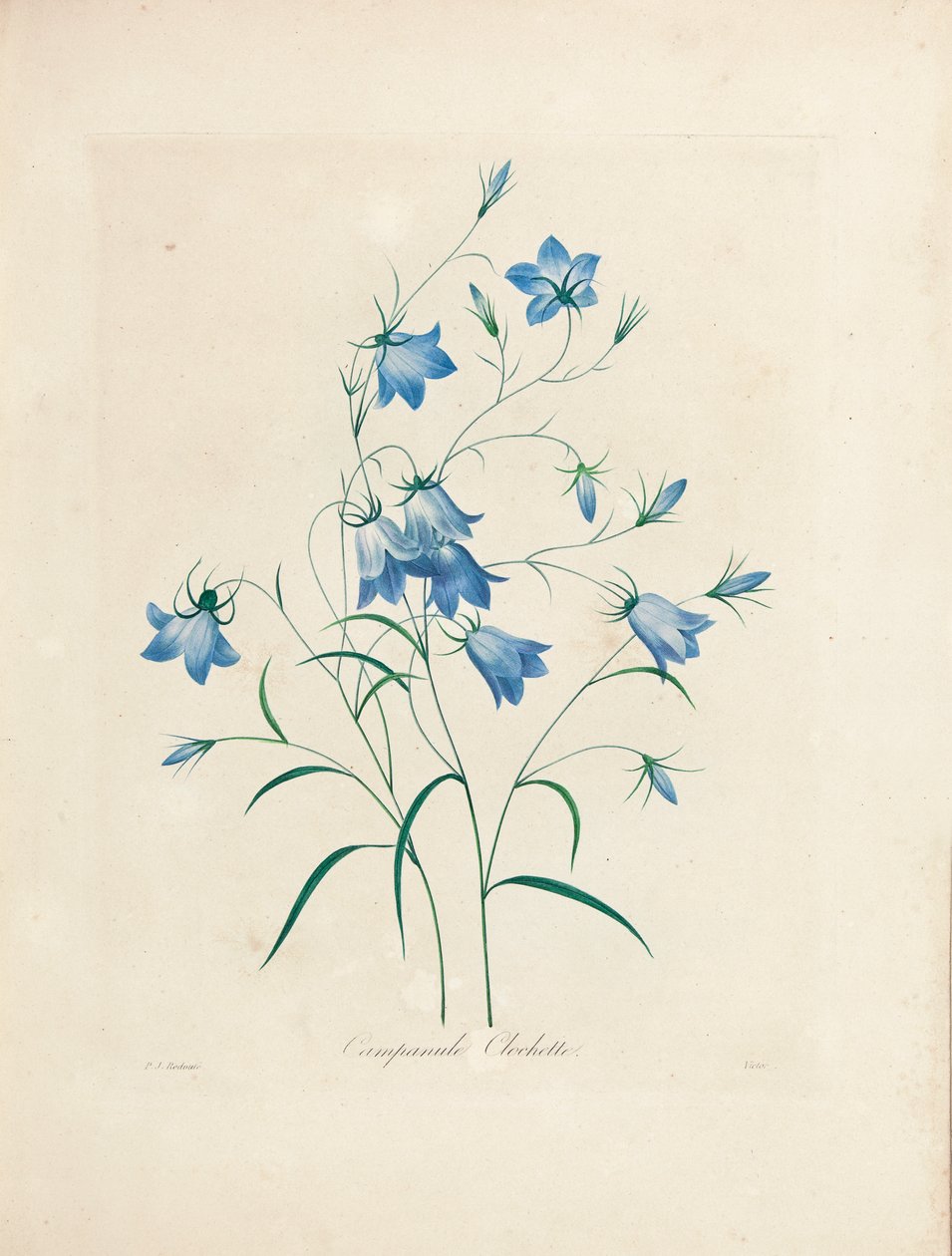 Bluebells, de "Escolhendo as Flores Mais Bonitas e as Mais Belas Frutas", 1827-33 de Pierre Joseph Redouté