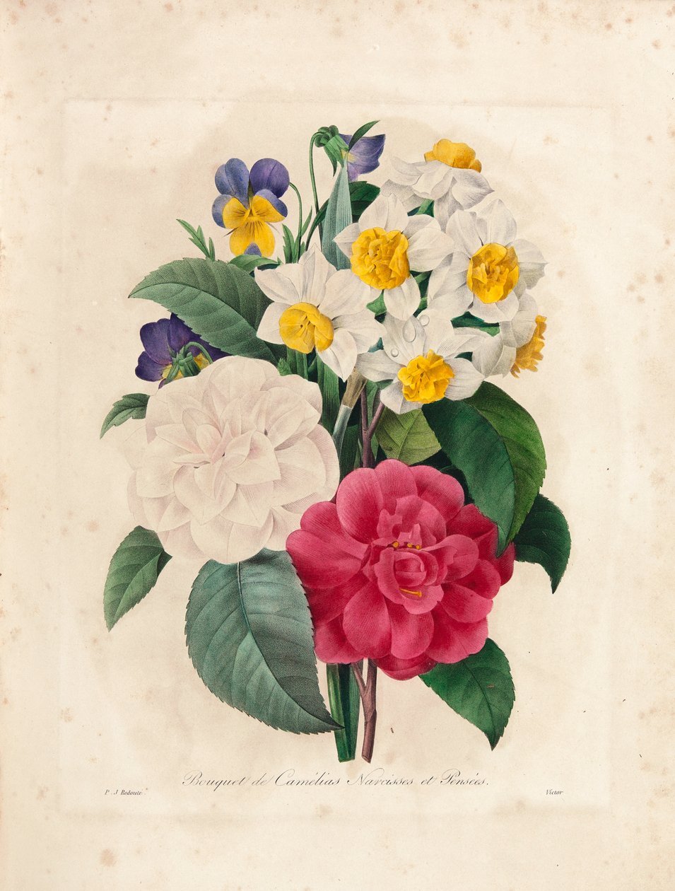 Buquê de Camélias, Narcisos e Amores-perfeitos, gravados por Victor, de &39;Escolhendo as Flores Mais Bonitas e as Mais Belas Frutas&39;, vol. Eu, 1827-33 de Pierre Joseph Redouté