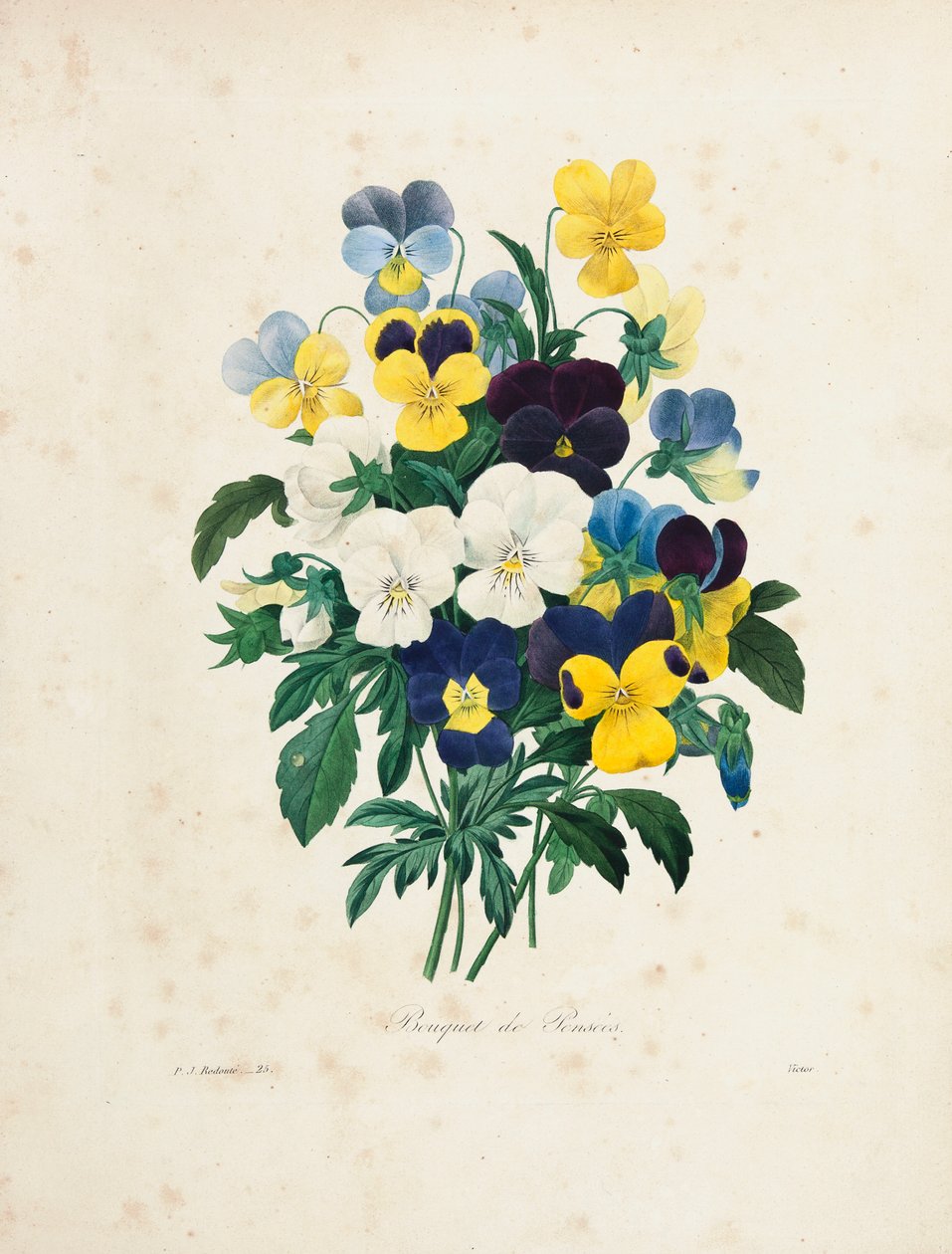 Buquê de amores-perfeitos, gravado por Victor, de &39;Escolhendo as mais belas flores e frutas mais bonitas&39;, vol. Eu, 1827-33 de Pierre Joseph Redouté