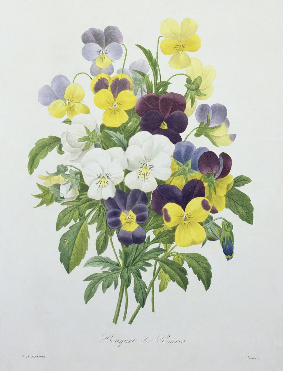 Buquê de Amores-perfeitos, gravado por Victor, de "Escolha das Flores Mais Bonitas", 1827 de Pierre Joseph Redouté