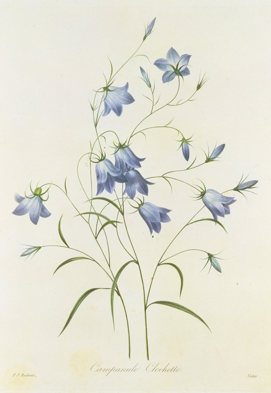 Campanula, gravada por Victor, de &39;Escolha das mais belas flores&39;, 1827-33 de Pierre Joseph Redouté