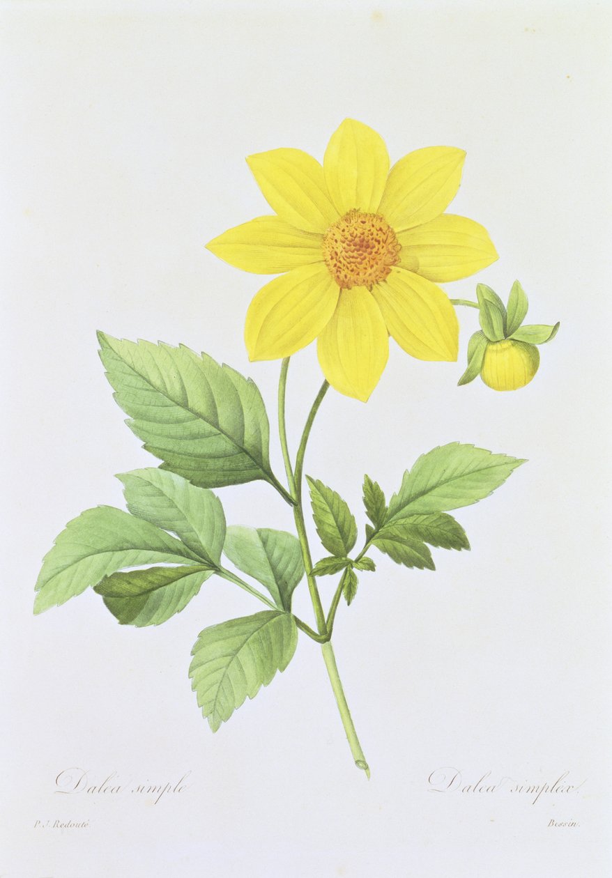 Dalea simplex, gravado por Bessin, de "Escolha das mais belas flores", 1827-33 de Pierre Joseph Redouté