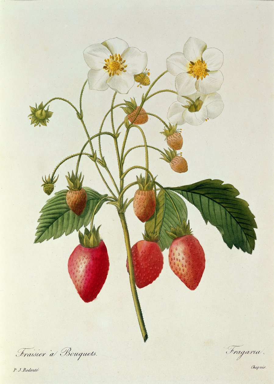 Fragaria (morango), gravada por Chapuis, de &39;Escolha das mais belas flores&39;, 1827-33 de Pierre Joseph Redouté