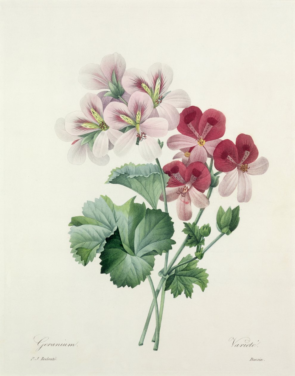 Variedade de gerânio (Guindaste-bill) de "Escolha das mais belas flores", 1827 de Pierre Joseph Redouté