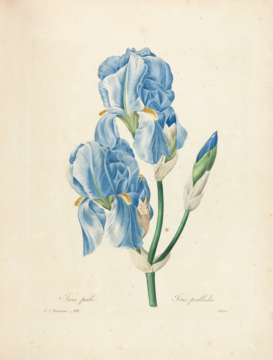 Iris Pallida, gravada por Victor, de &39;Escolha das mais belas flores e frutas mais bonitas&39;, vol. II, 1827-33 de Pierre Joseph Redouté