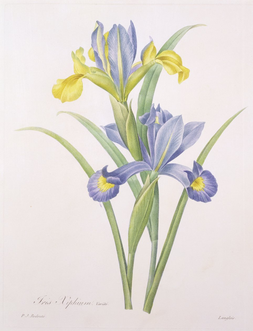 Xiphium íris, variedade, gravada por Langlois, de &39;Escolha das mais belas flores&39;, 1827 de Pierre Joseph Redouté